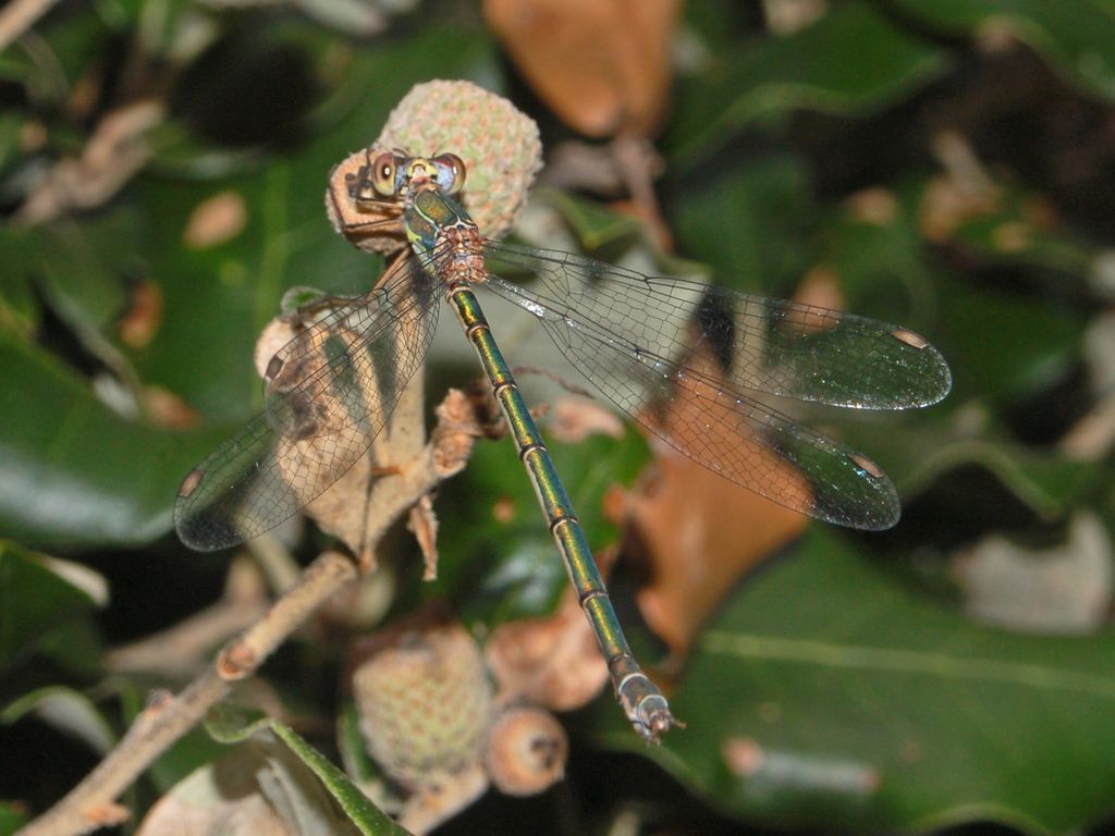 Una piccola libellula da identificare - Chalcolestes viridis